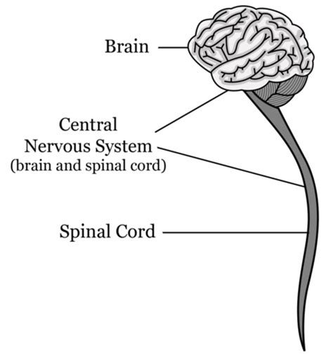 The central nervous system is effectively the center of the nervous system, the part of it that the cns consists of the brain and spinal cord. Central Nervous System | CK-12 Foundation