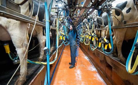 weighing up once a day milking farm news farmers guardian