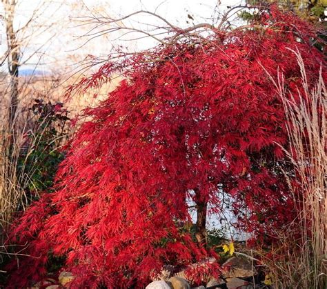 Full Size Picture Of Cutleaf Japanese Maple Threadleaf
