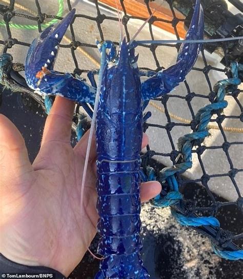Fisherman Catches Rare One In Two Million Blue Lobster Daily Sun Express