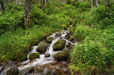 無料画像 森林 滝 荒野 川 ストリーム ジャングル 迅速な 水域 植生 雨林 渓谷 生息地 水の特徴 生態系