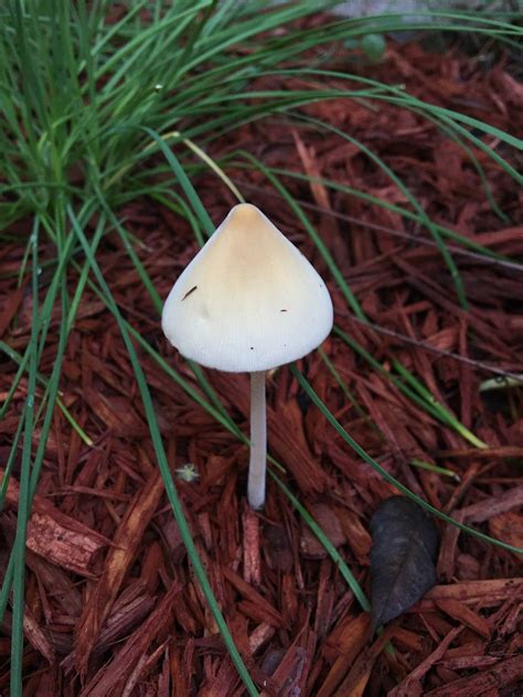 Central Florida Wild Mushroom What Is She Mushroom Hunting And
