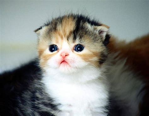 17 Cutest Kittens Ever Photographed In The World Pictures And Video Reckon Talk
