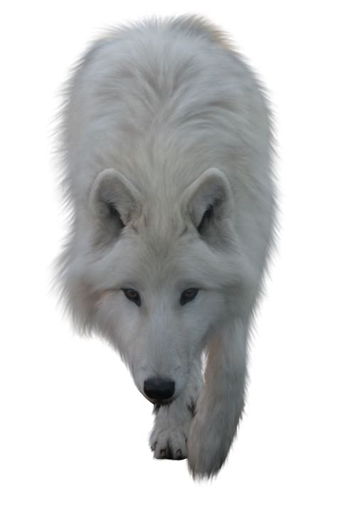 White Wolf By Itsdura On Deviantart