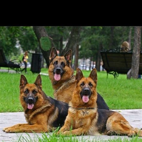 Beautiful Pack Of German Shepherds German Shepherd Dog Central Dogs