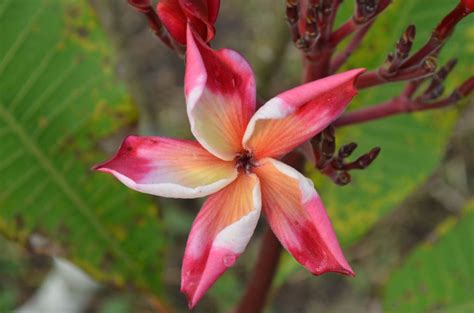 Plumerias are simply a sign of perfection in nature. Corona Surprise- RARE and LIMITED! - Brad's Buds and Blooms