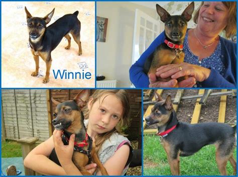 Winnie 3 Year Old Female Miniature Pinscher Available For Adoption