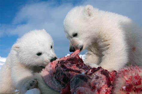 The Polar Bears Diet Norsk Polarinstitutt