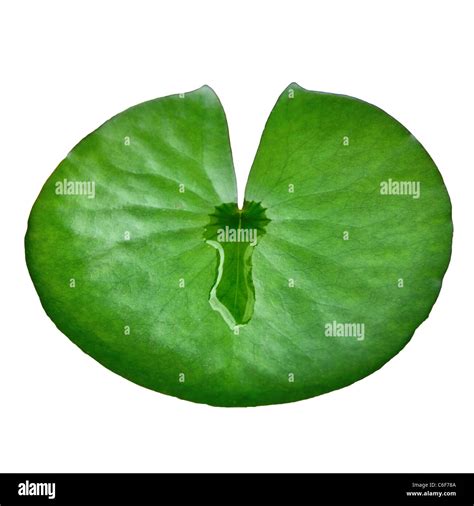 Lily Pad Cut Out View From Above Top Close Up Macro Stock Photo Alamy
