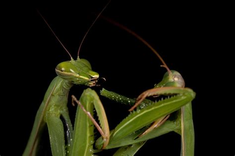 Why Do Female Praying Mantis Eat Males After Sex Scientists Uncover Fertility Benefits