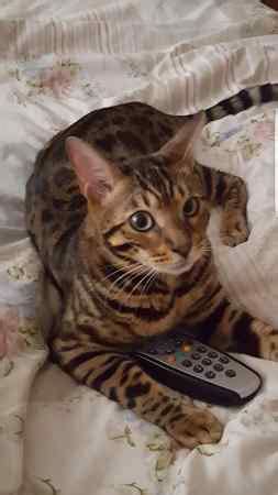 Black cat near the libary pub in leeds has been abaonded would need rescueing as she has a deistended tummy. Have you Lost a Bengal Cat? Search for lost Bengal cats at ...