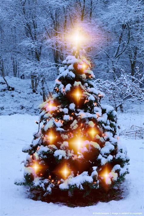 Christmas Tree Outside In The Snow Christmas Trees And Beautiful