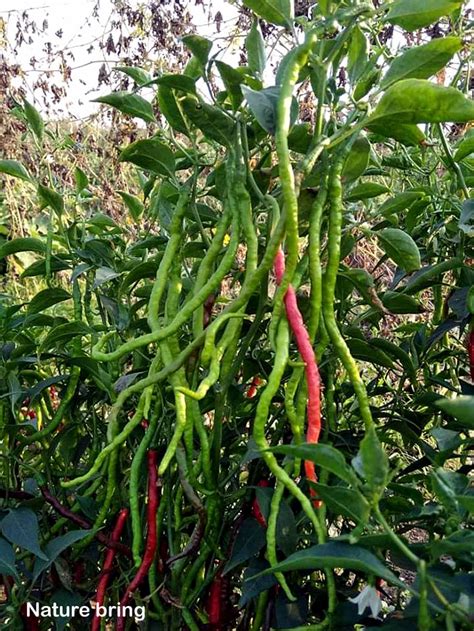 Check spelling or type a new query. Growing Chili pepper | Hot Pepper in container | Chilli ...