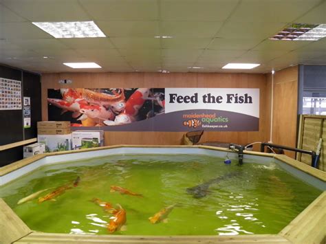 Heighley Gate Maidenhead Aquatics Fish Store Review Tropical Fish Site