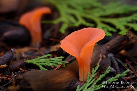 Apricot Jelly Fungus Guepinia Helvelloides Mushroom Pictures Wild