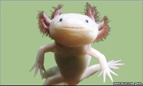 Axolotl is the only amphibian species within. Weird Animals - the Wooper Rooper - Axolotl | HubPages