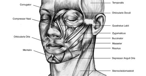 The Human Machine: Art and Anatomy: Muscles of the Head and Neck