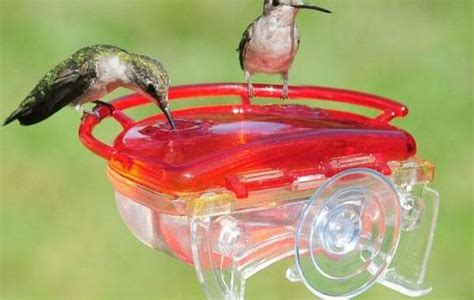 Top 5 Best Hummingbird Feeders A Birds Delight