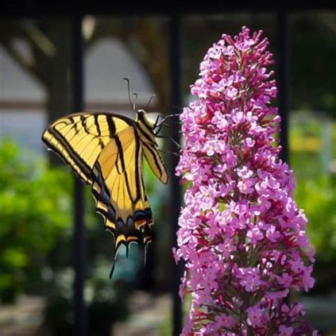 Pink Delight Butterfly Bush For Sale The Tree Center