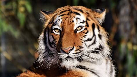 Tiger Spirit Animal Totem Symbolism And Meaning
