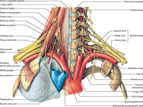 Neck Basicmedical Key