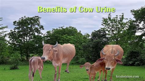 Benefits Of Cow Urine