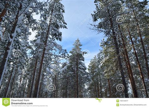 Beautiful Majestic Snowy Pine Tree Forest In Winter Sunshine Stock