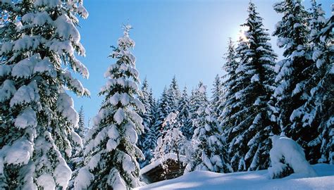 Plant Life In The Coniferous Forest Sciencing