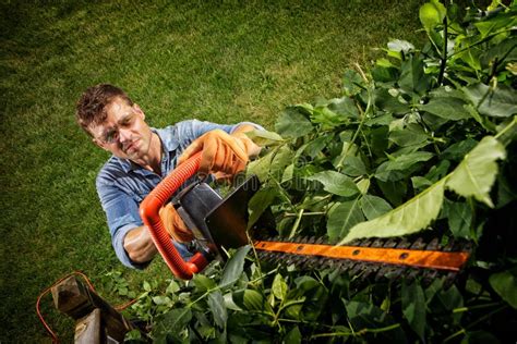 Man Trimming Bushes Stock Photo Image Of Branch Lawn