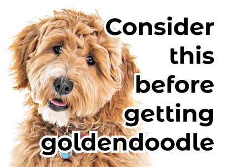 Goldendoodles The Owners Guide From Puppy To Old Age Choosing Caring