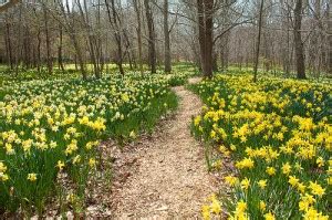 Daffodil Field At Parsons Reserve New Bedford Guide