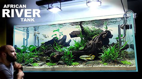 The African River Aquarium Epic Aquascape Tutorial W Kribensis