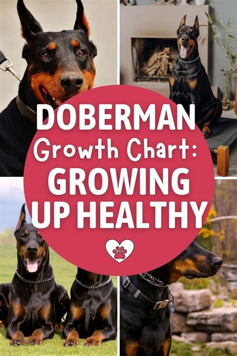Doberman Growth Chart Growing Up Healthy In 2022 Growth Chart