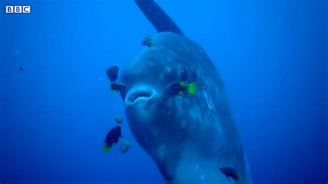 Maybe you would like to learn more about one of these? An Enormous Ocean Sunfish Gets a Full Body Cleaning Using ...