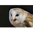 Stock Image Of A Barn Owl On Signpost  National Centre For Birds Prey