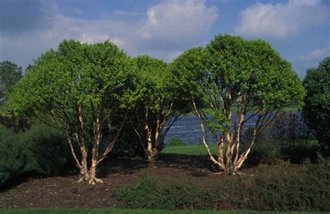 A clump of trees is smaller than a forest of trees or a grove of trees, but larger than a stand of trees. Betula nigra 'Little King' | Betula nigra 'Fox Valley ...