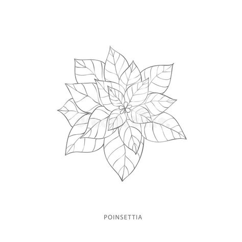 Hand Drawn Poinsettia Flowerplant Design Elements Stock Vector 263
