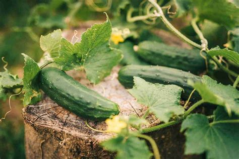 How To Grow Cucumbers Get Homesteading