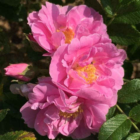 Rose Rosa Jens Munk In The Roses Database Garden Org