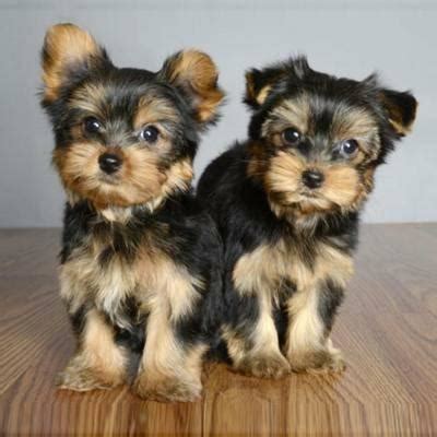 Parti yorkies, golden yorkies and traditional yorkie puppies at stonewall ranch. Yorkshire Terrier, MALE AND FEMALE YORKIE PUPPIES ...