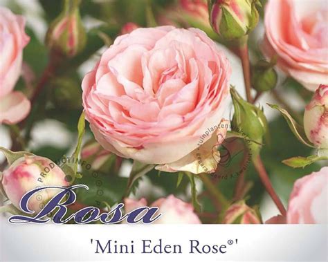 Koop Online Bij Onze Tuinplanten Webshop De Rosa Mini Eden Rose