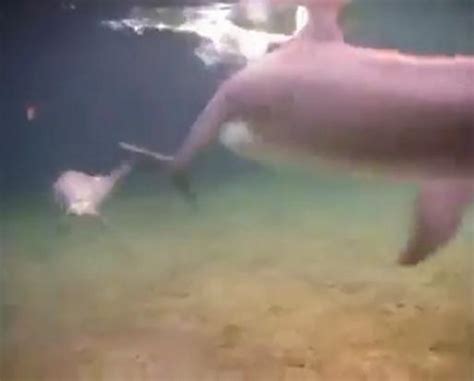 Watch Incredible Moment Of Dolphin Giving Birth In The Sea