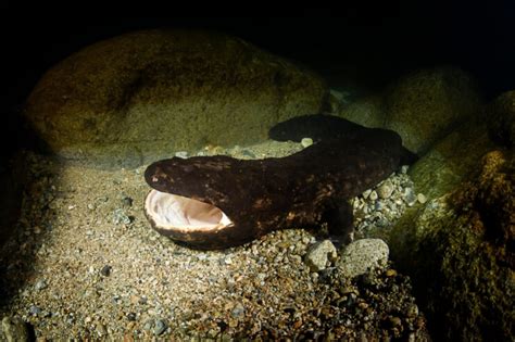Are Salamanders Dangerous American Oceans