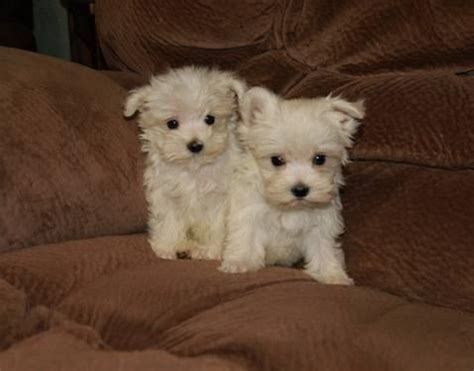 These maltese puppies are a toy dog breed known for their silky white coat & loving, affectionate demeanor. AKC Cute, Small, Female Maltese puppies for Sale in Livingston, Texas Classified ...
