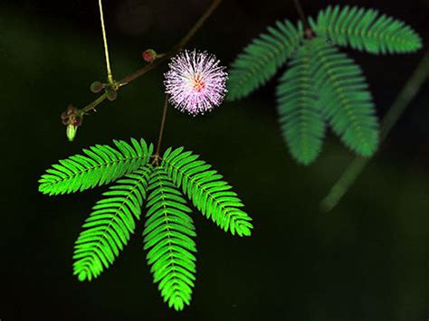 Maybe you would like to learn more about one of these? alamcyber 2020: Rahsia Pokok Semalu Yang Tersembunyi