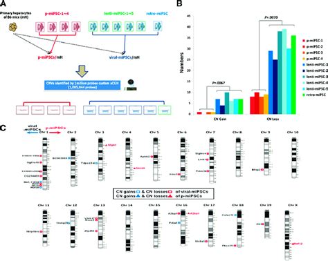 Identification And Comparison Of Copy Number Variants Cnvs From