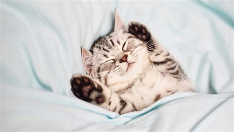 Spaying makes female cats more affectionate? Festival Of Sleep Day: 5 Cats Sleeping In Hilarious Ways ...