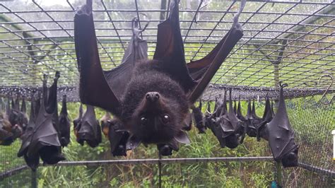 Australian Rescued Bats Rehab Bat Megabat Flying Fox Fruit Bat