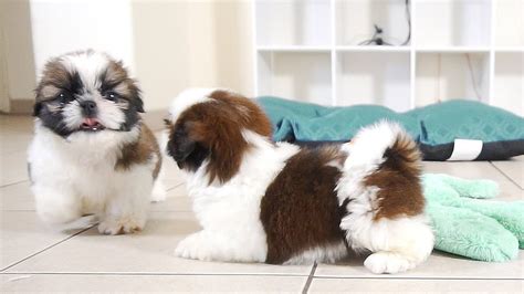 2 Adorable Shih Tzu Puppies So Playful Youtube