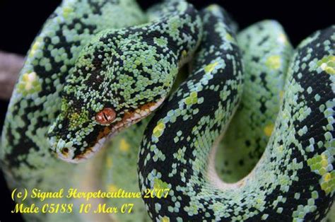 Green Tree Python Care Sheet Reptiles Magazine